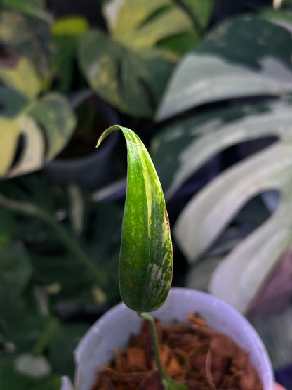 Monstera Burble Marx Flame Aurea Mid Cut