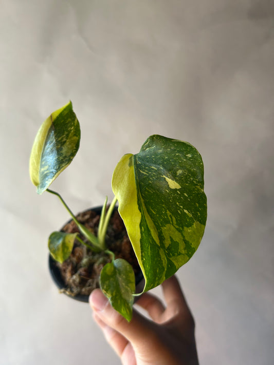 Monstera Deliciosa Electrolytes King