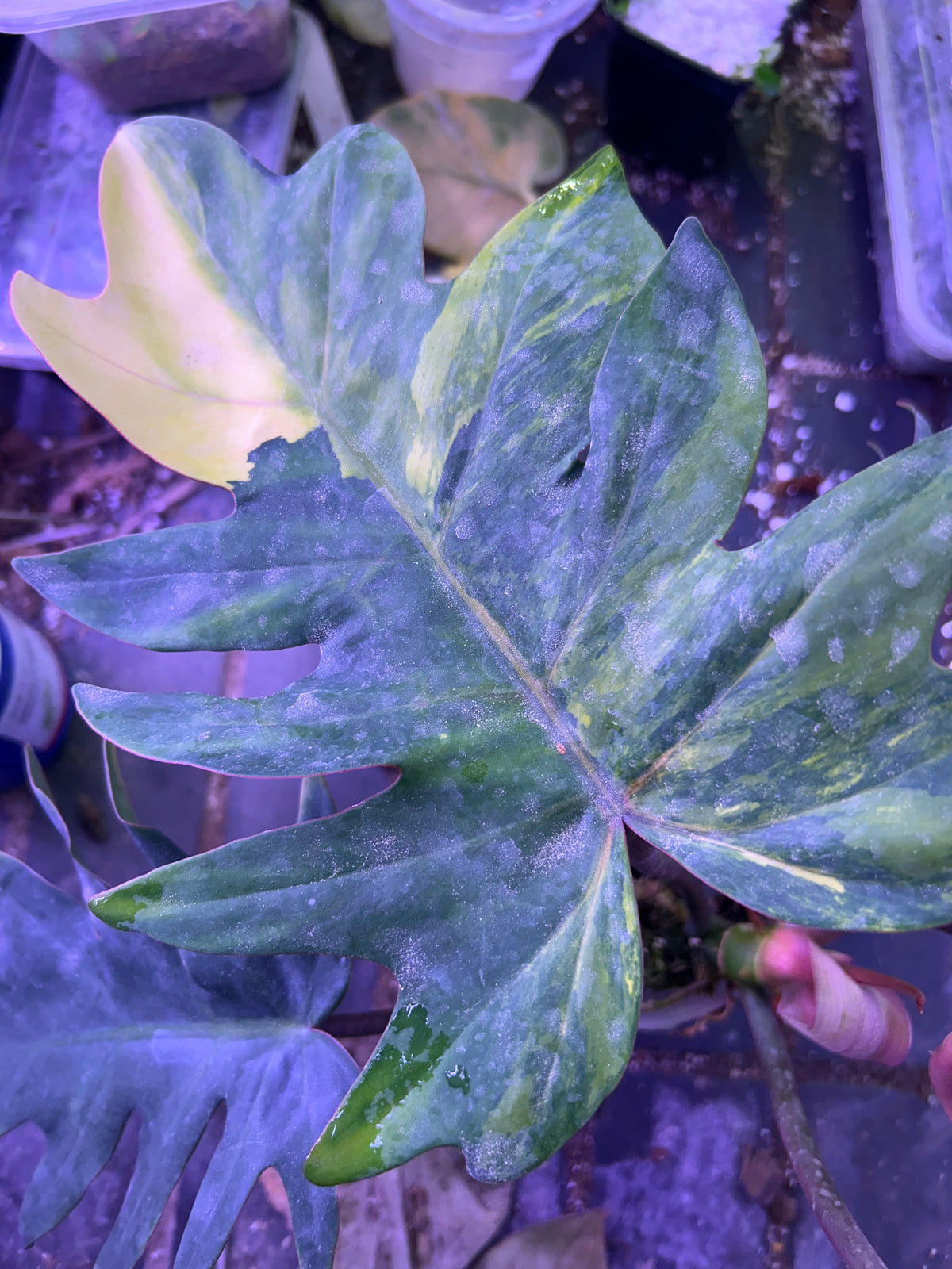 Philodendron Mayoi Variegated