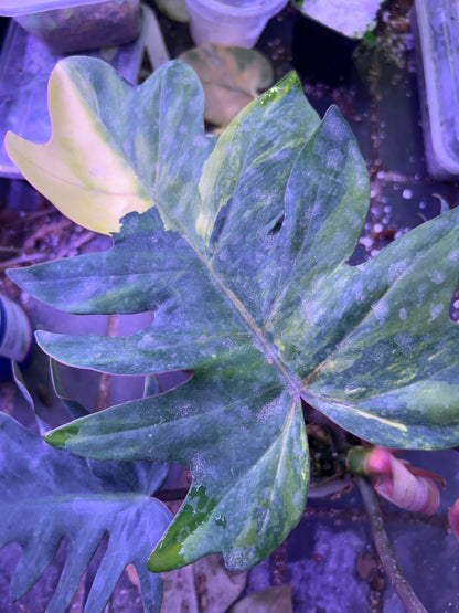 Philodendron Mayoi Variegated