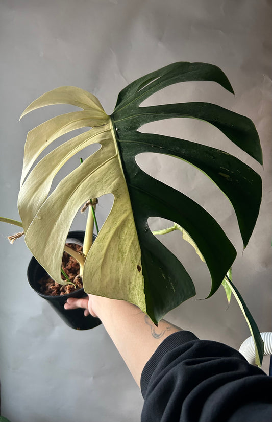 Monstera Deli x Bors Mint ( True Mint)