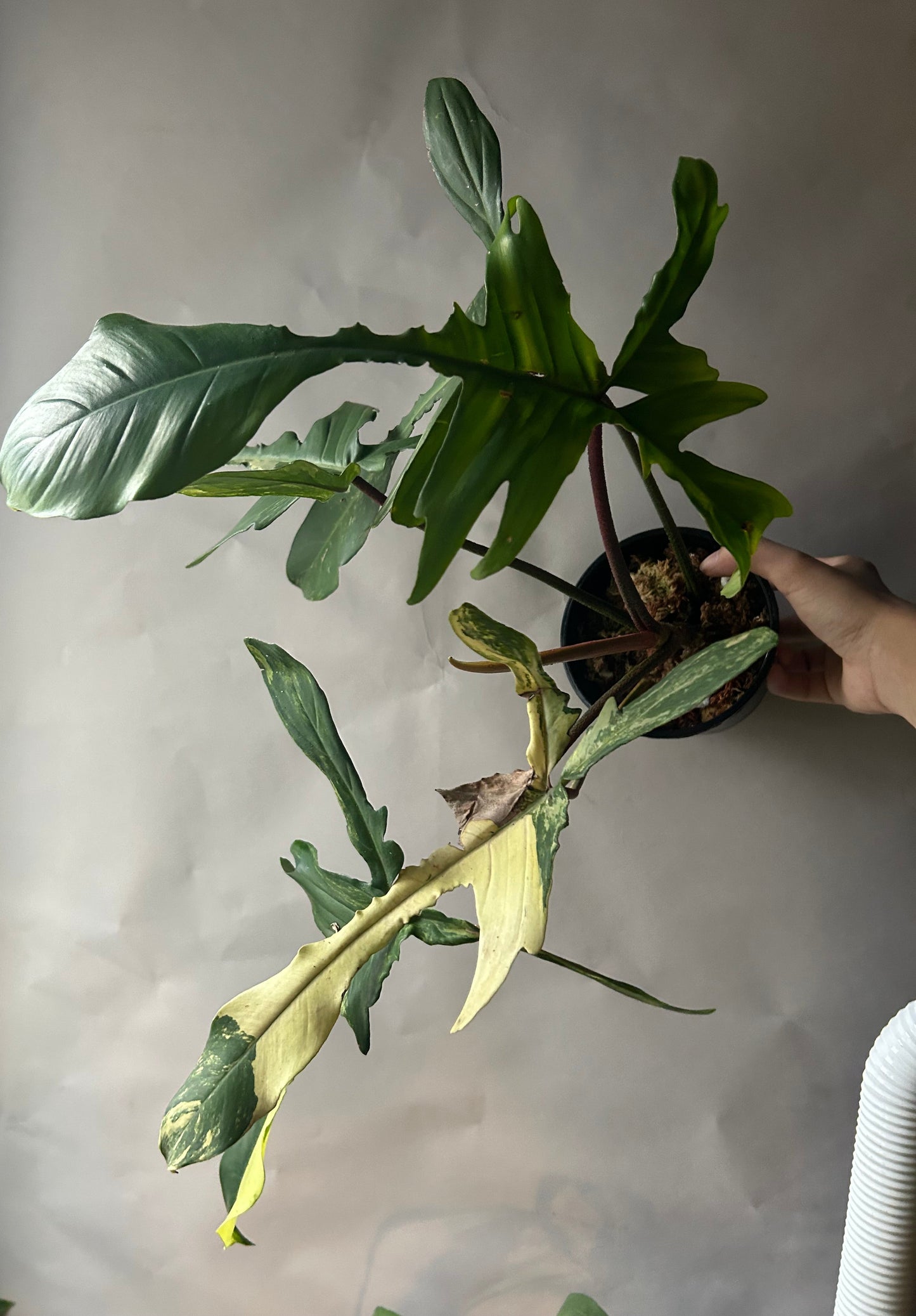 Philodendron Florida Beauty