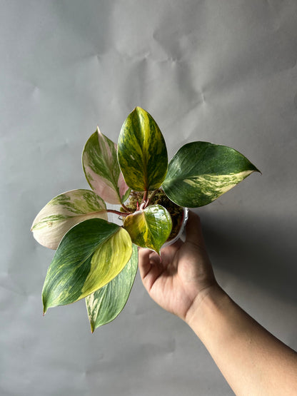 Philodendron White Knight Tricolor