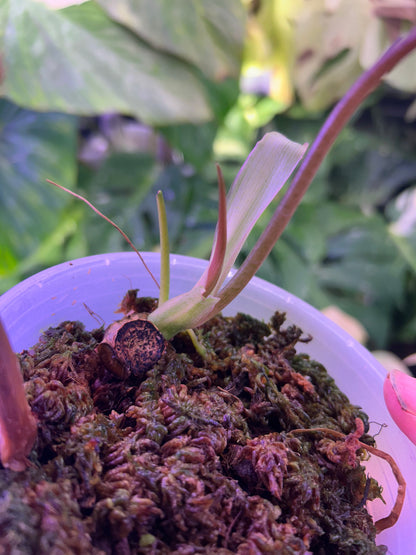 Philodendron Mayoi Variegated