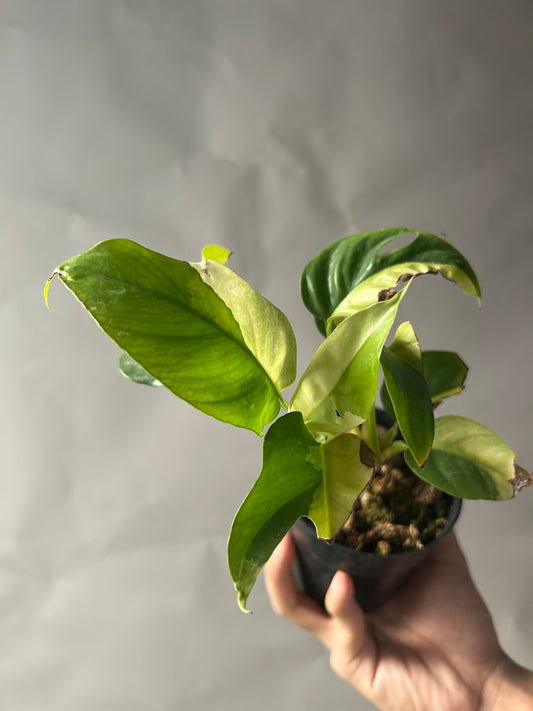 Rhaphidophora Tetrasperma Albo