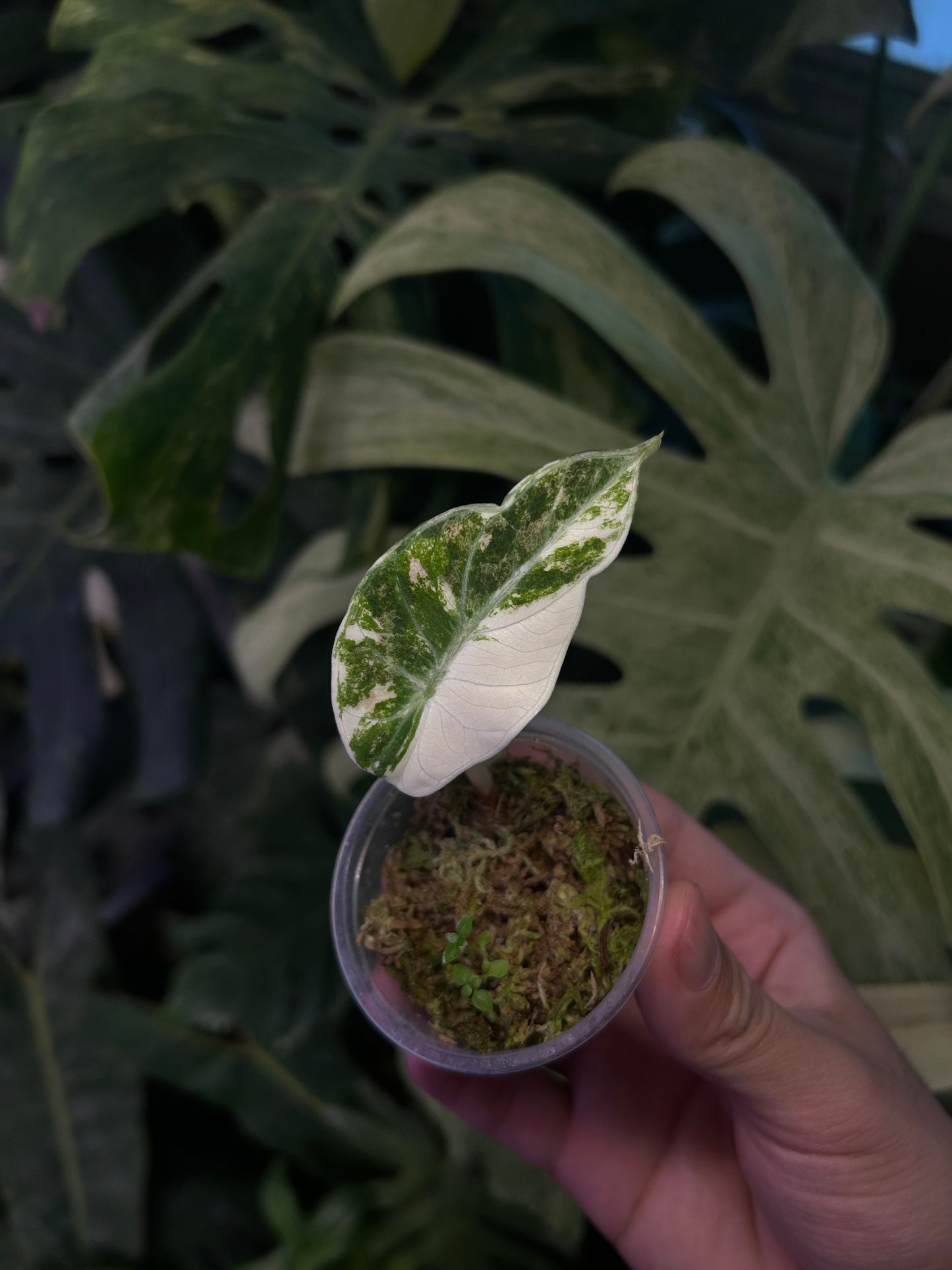 Alocasia Ninja Pink ( Grown from corm)