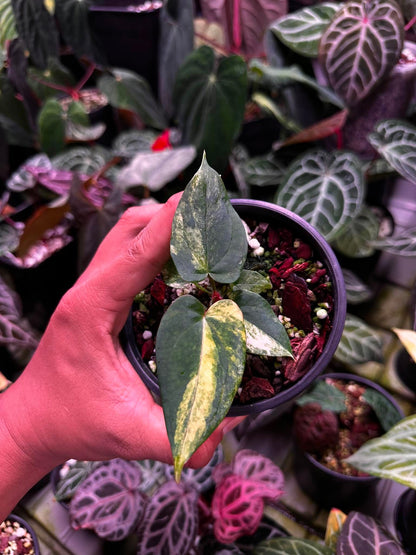 Anthurium (Papillilaminum Var x Dressleri) x BVEP ‘Tezula’ S1