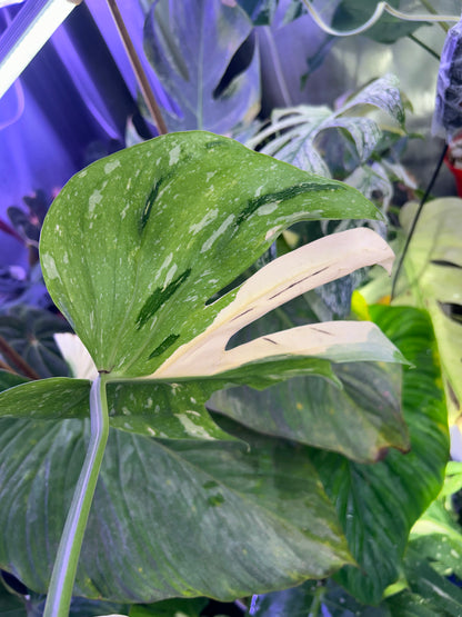 Monstera Medusa