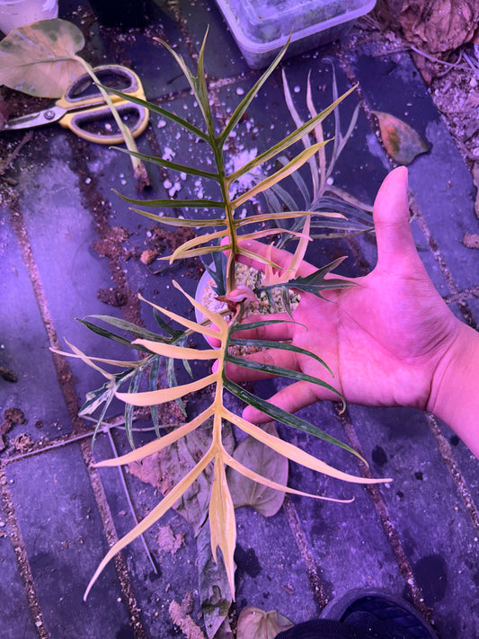 Philodendron Tortum Variegated
