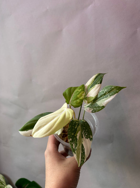 Philodendron Gloriosum Tricolor aka Galaxy