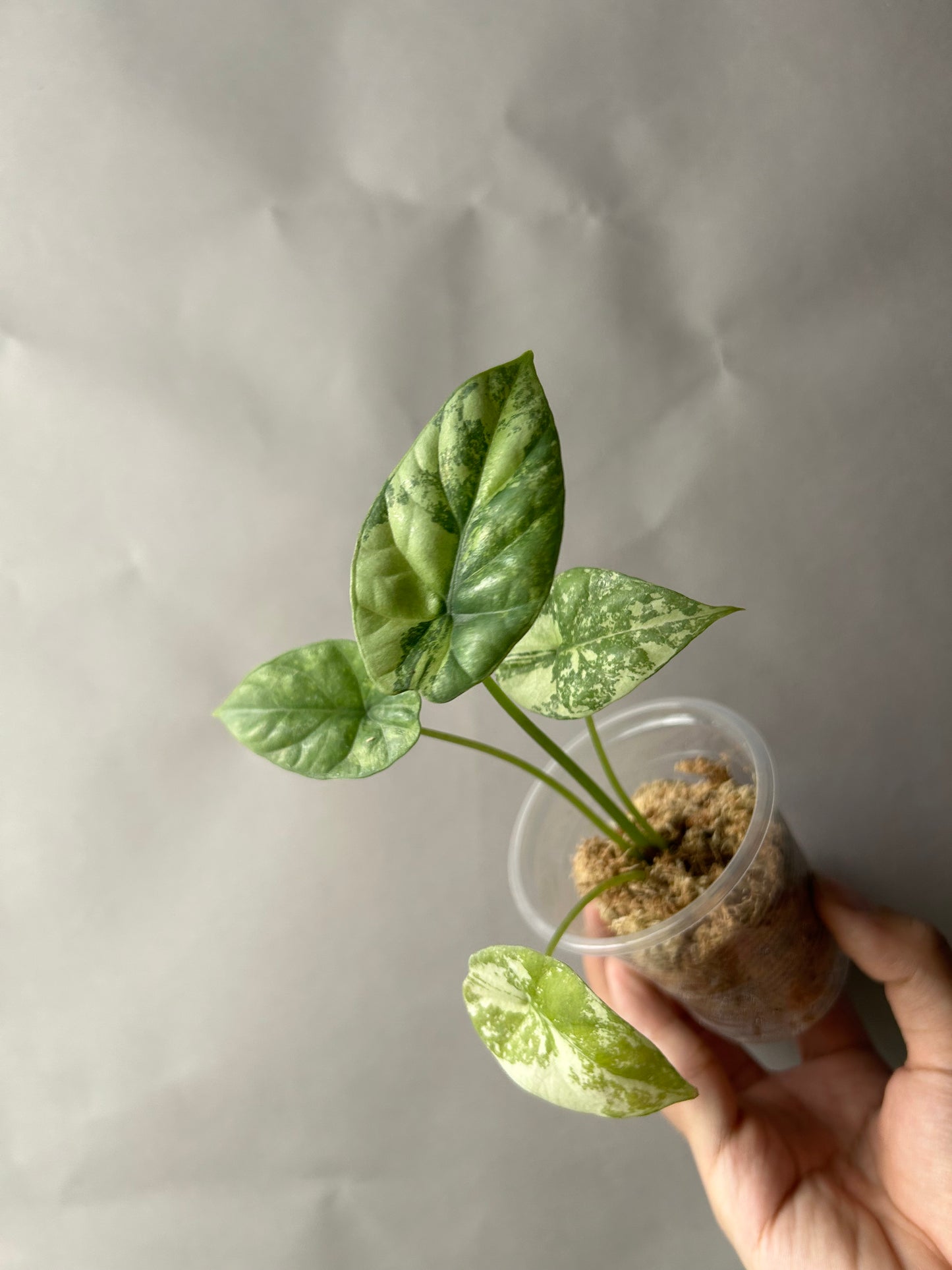 Alocasia Sinuata Albo