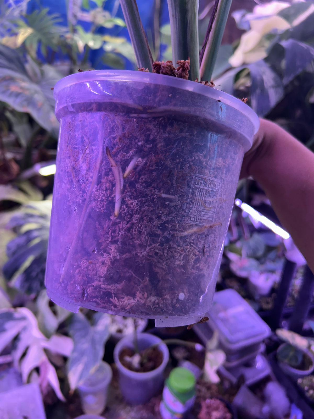 Monstera Vietciosa
