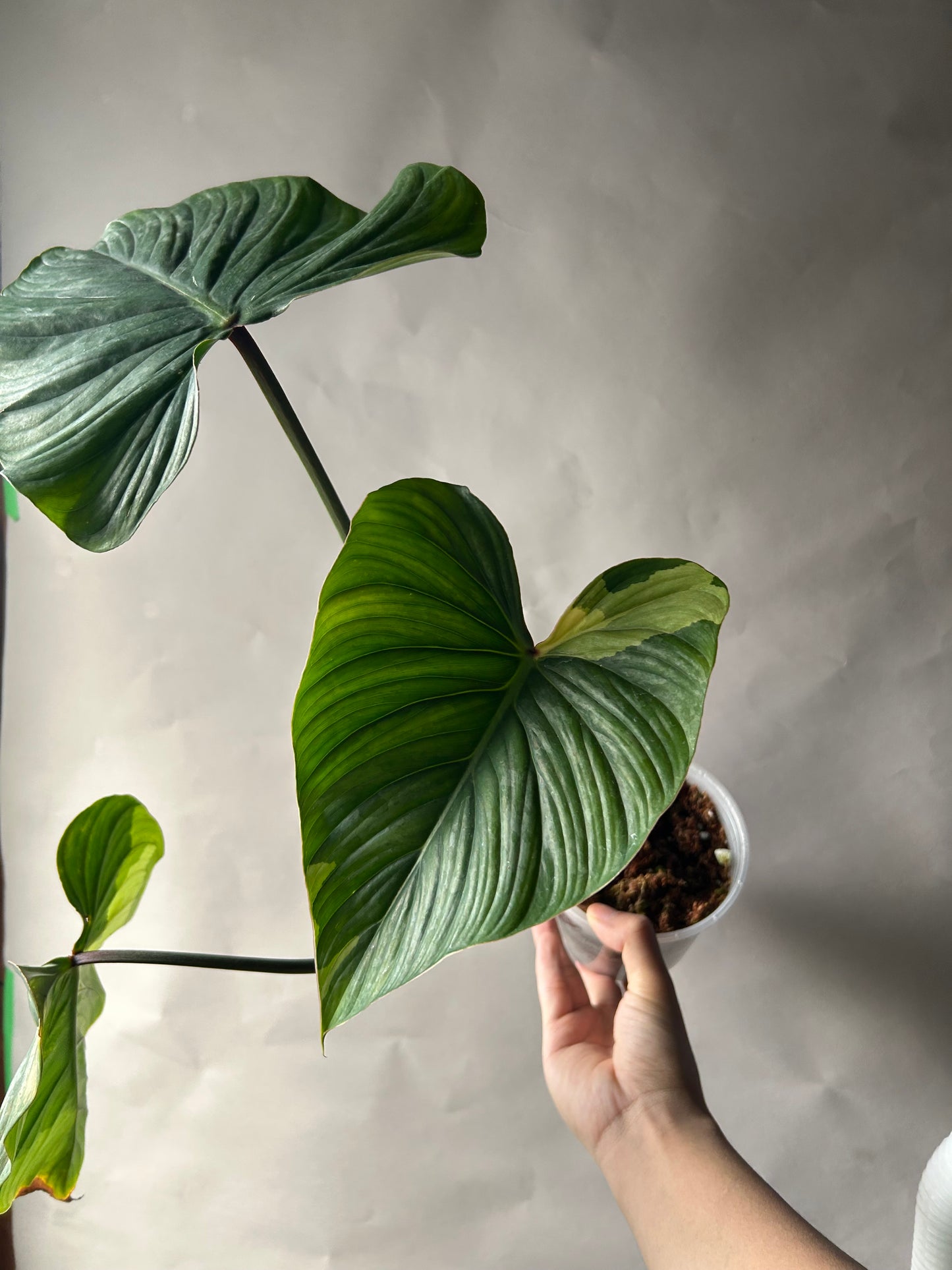 Philodendron Pastazanum Albo Type 1