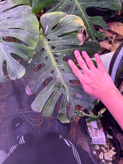 Monstera Fishbone ( Full Plant )