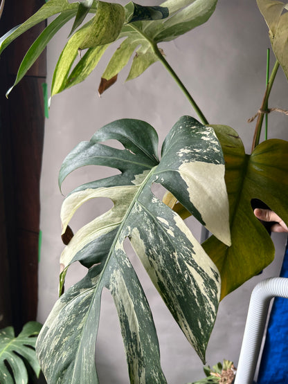 Monstera Deli x Bors Mint ( True Mint )