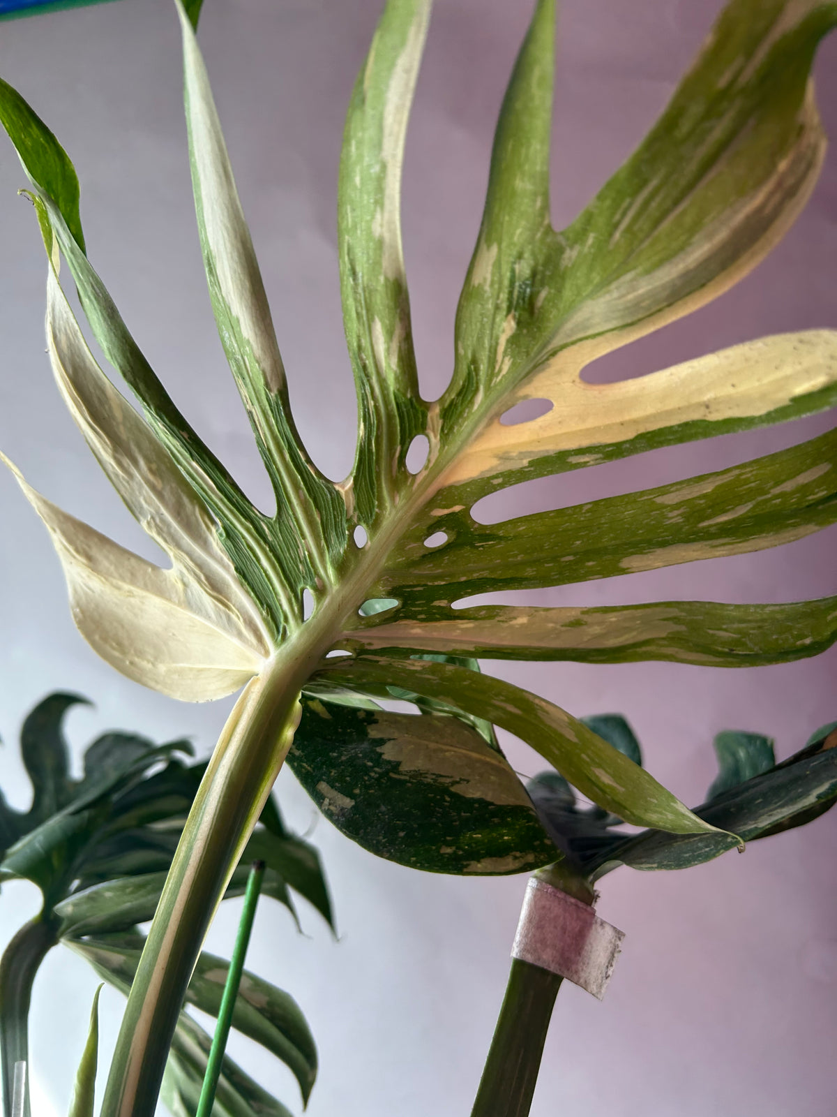 Monstera Medusa XXXL
