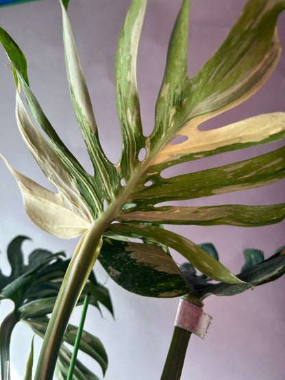 Monstera Medusa XXXL