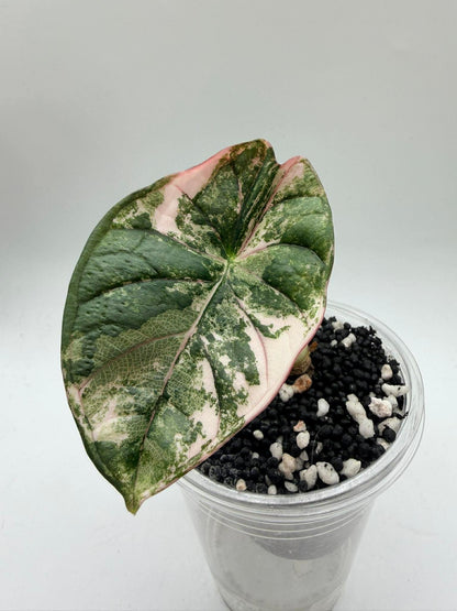 Alocasia Nebula Albo Pink