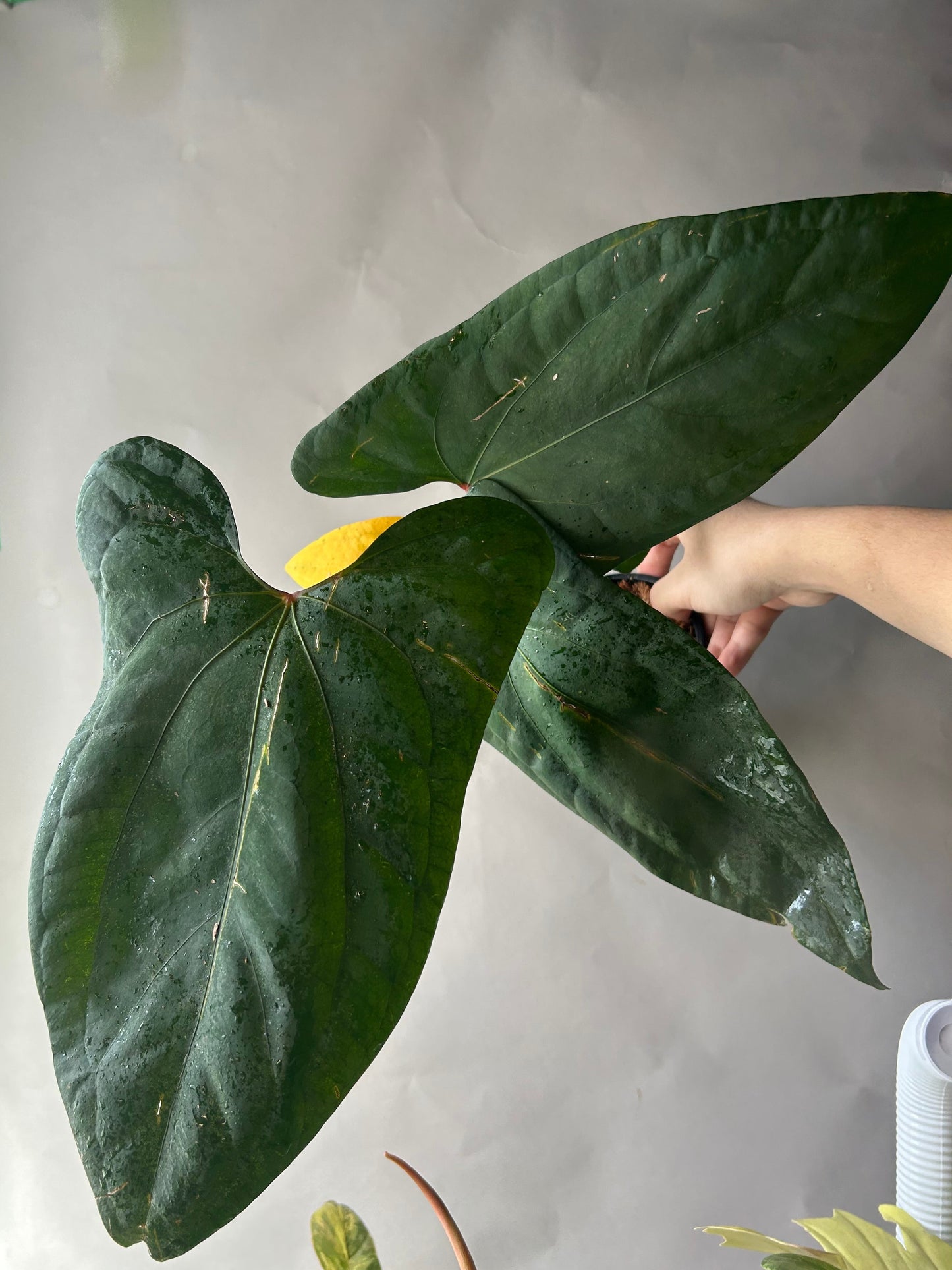 Anthurium RVDP x Portillae “ Doritos “