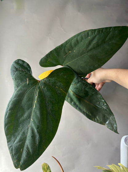 Anthurium RVDP x Portillae “ Doritos “