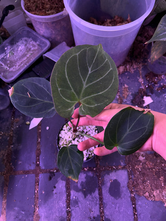 Anthurium King Of Spade