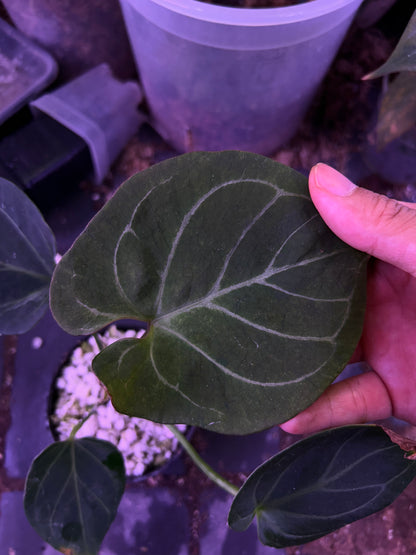 Anthurium King Of Spade