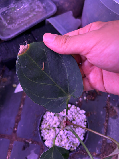 Anthurium King Of Spade