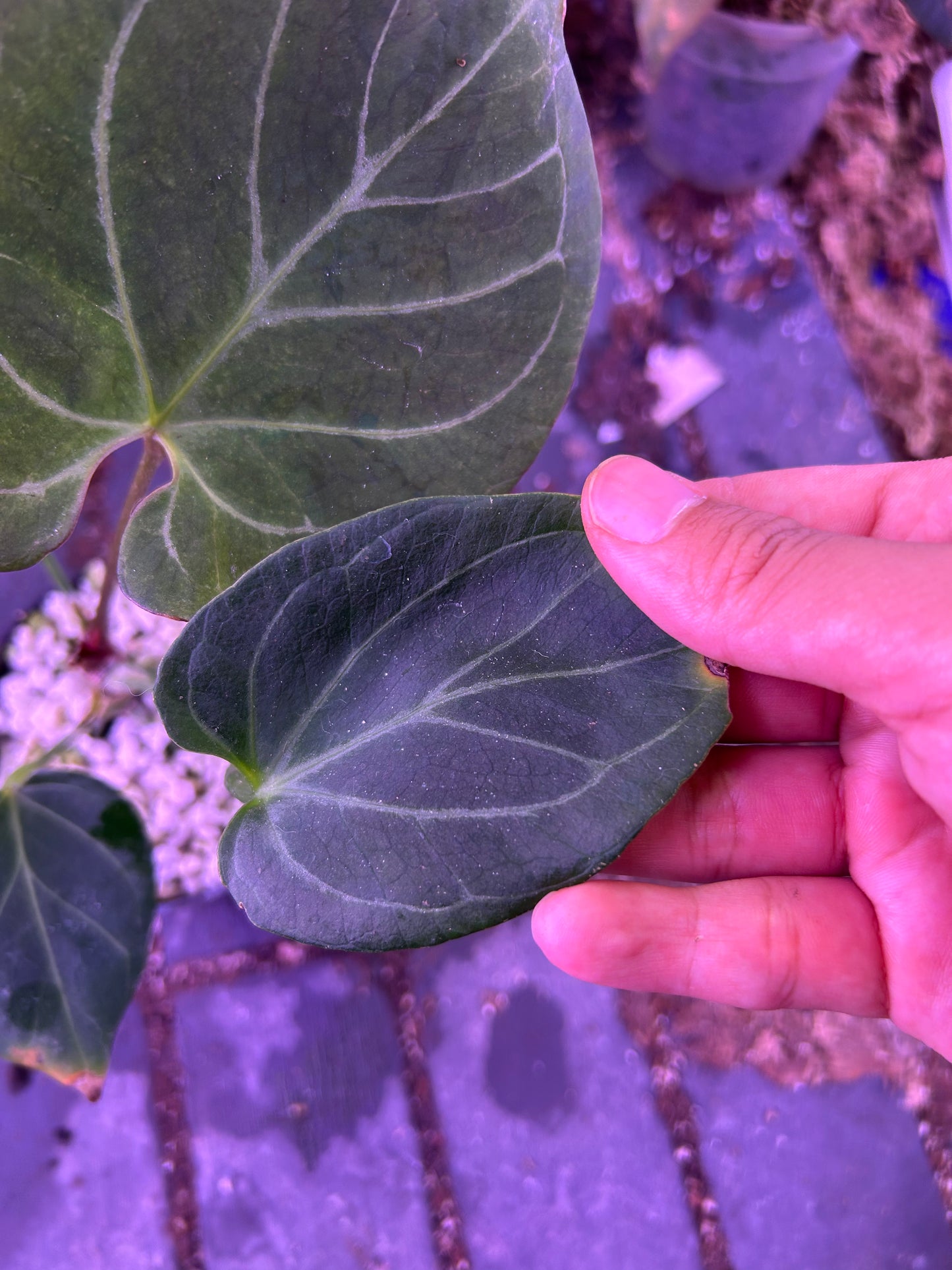 Anthurium King Of Spade