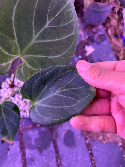 Anthurium King Of Spade