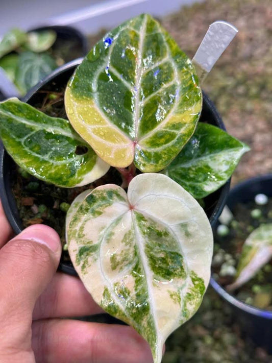 Variegated Anthu ( Crystallium x Michelle) Var x Anthu ( Michelle x Zara ) by Han Kirok