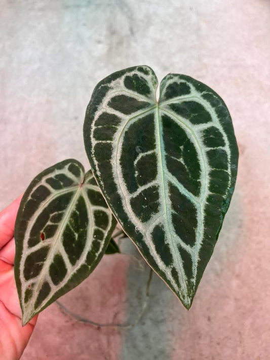 Anthurium ( SKG Pink Lemonade x RC ) x Anthurium ( Zara x Michelle ) by Han Kirok