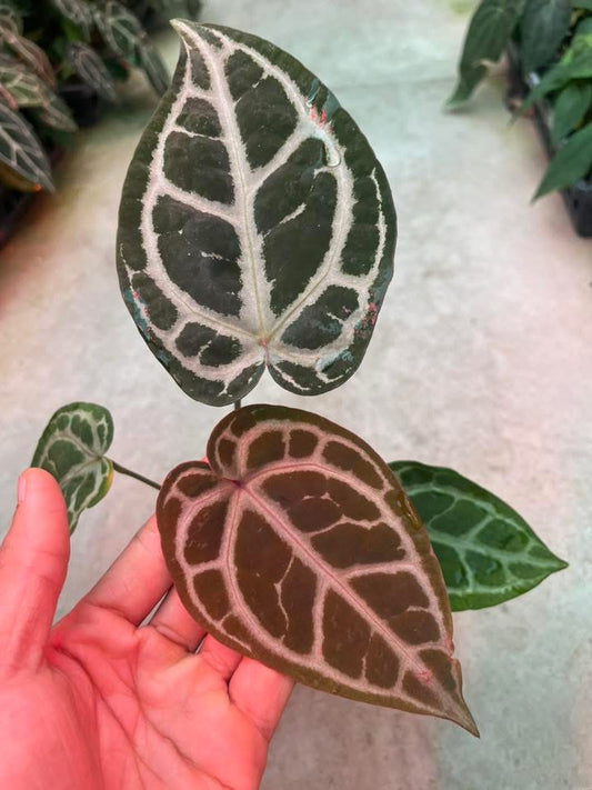 Anthurium ( SKG Pink Lemonade x RC) x Anthurium ( Zara x Michelle ) by Han Kirok