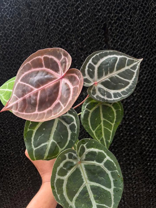 Anthurium ( SKG Pink Lemonade x RC) x Anthurium ( Zara x Michelle ) by Han Kirok