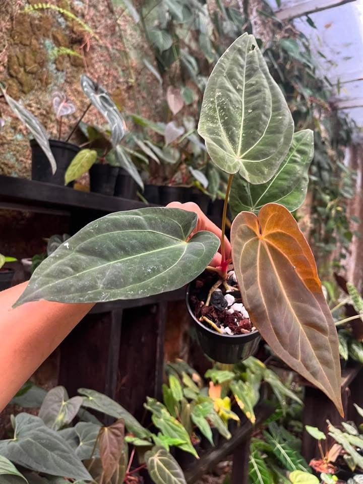 Anthurium Black Widow x Anthurium X1 by Han Kirok