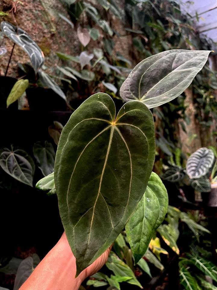 Anthurium Black Widow x Anthurium X1 by Han Kirok