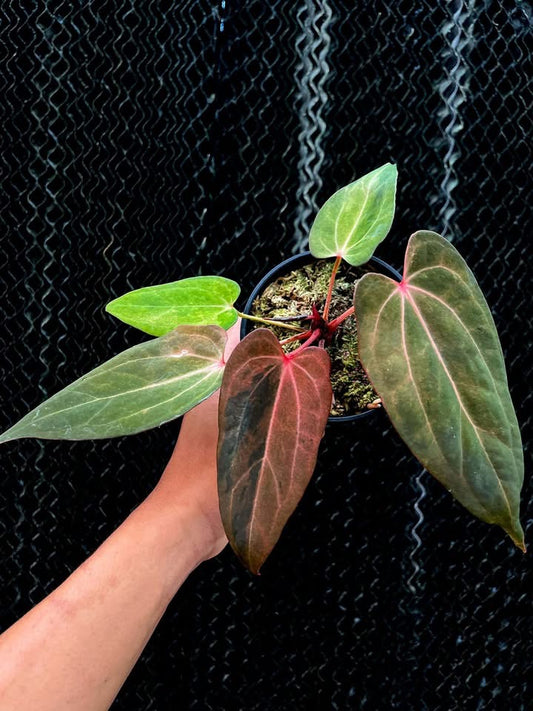 Variegated Anthurium Dressleri x RVDP S1 by Han Kirok