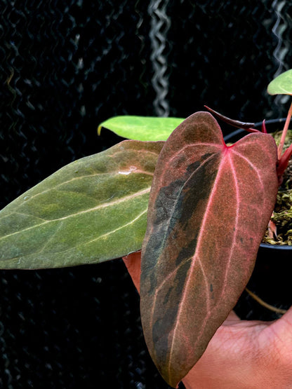 Variegated Anthurium Dressleri x RVDP S1 by Han Kirok