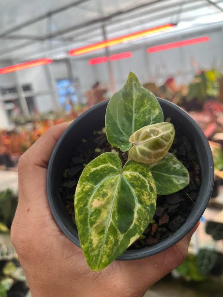 Anthurium ( Crystallium x Michelle ) Var x Anthurium (Michelle x Zara) by Han Kirok