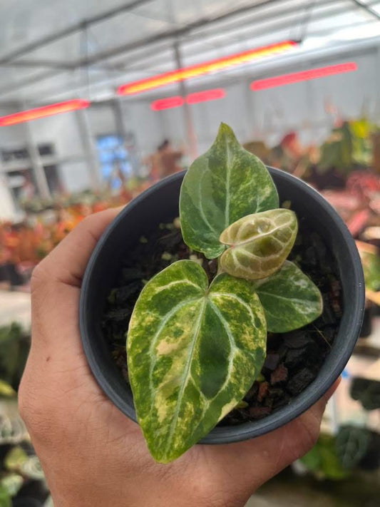 Anthurium ( Crystallium x Michelle ) Var x Anthurium (Michelle x Zara) by Han Kirok
