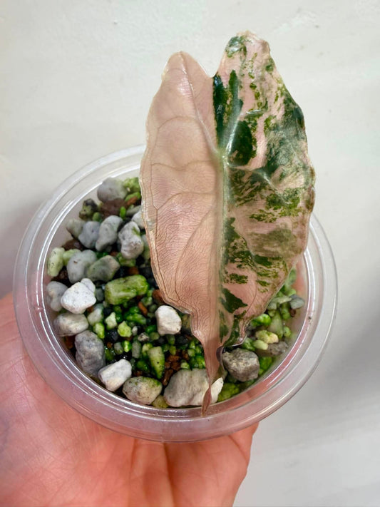 Alocasia True Pink Venom