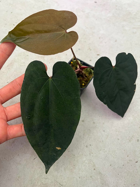 Anthurium AOS ‘Tezula’ x BVEP ‘Tezula’ by Han Kirok