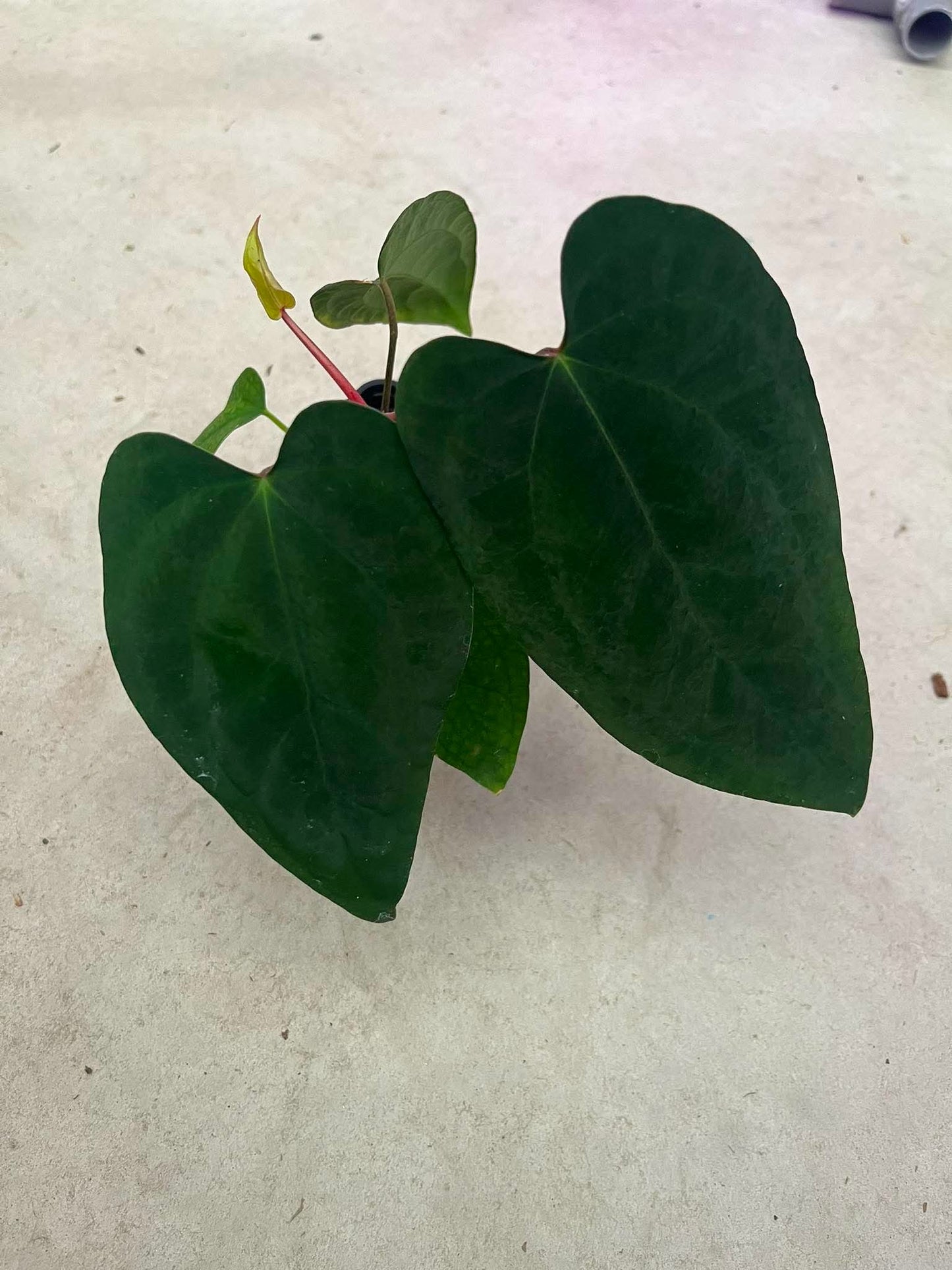 Anthurium AOS ‘Tezula’ x BVEP ‘Tezula’ by Han Kirok