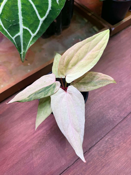 Variegated Anthurium Dressleri x RVDP S1 by Han Kirok