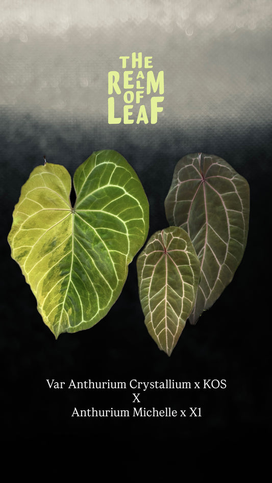 Variegated Anthurium Set 2 - 1 Var + 1 non Var