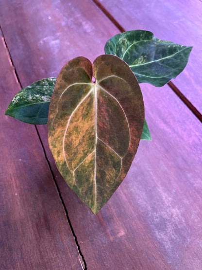 Variegated Anthurium Red Magnificum x Var Anthurium ( Pap x Guna Yala) by Han Kirok