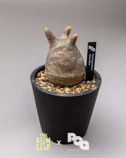 Pachydium Gracillius