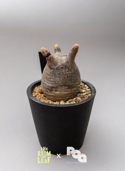 Pachydium Gracillius