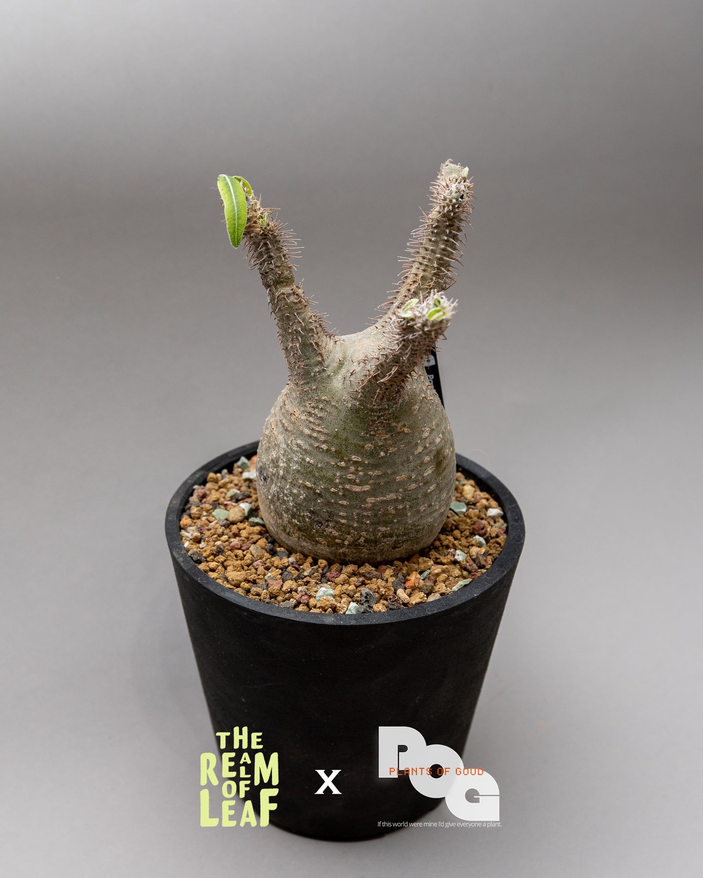 Pachydium Gracillius