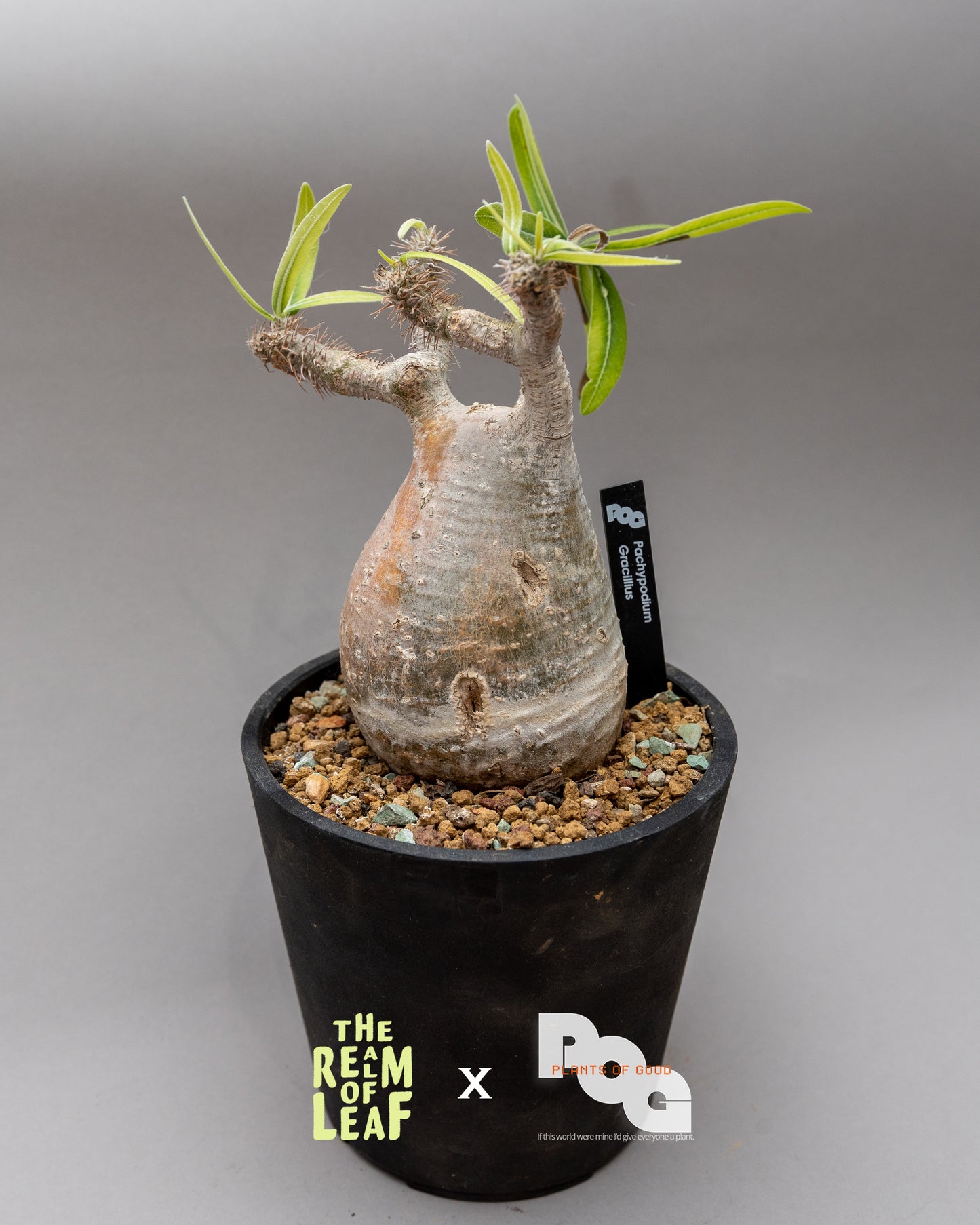 Pachydium Gracillius