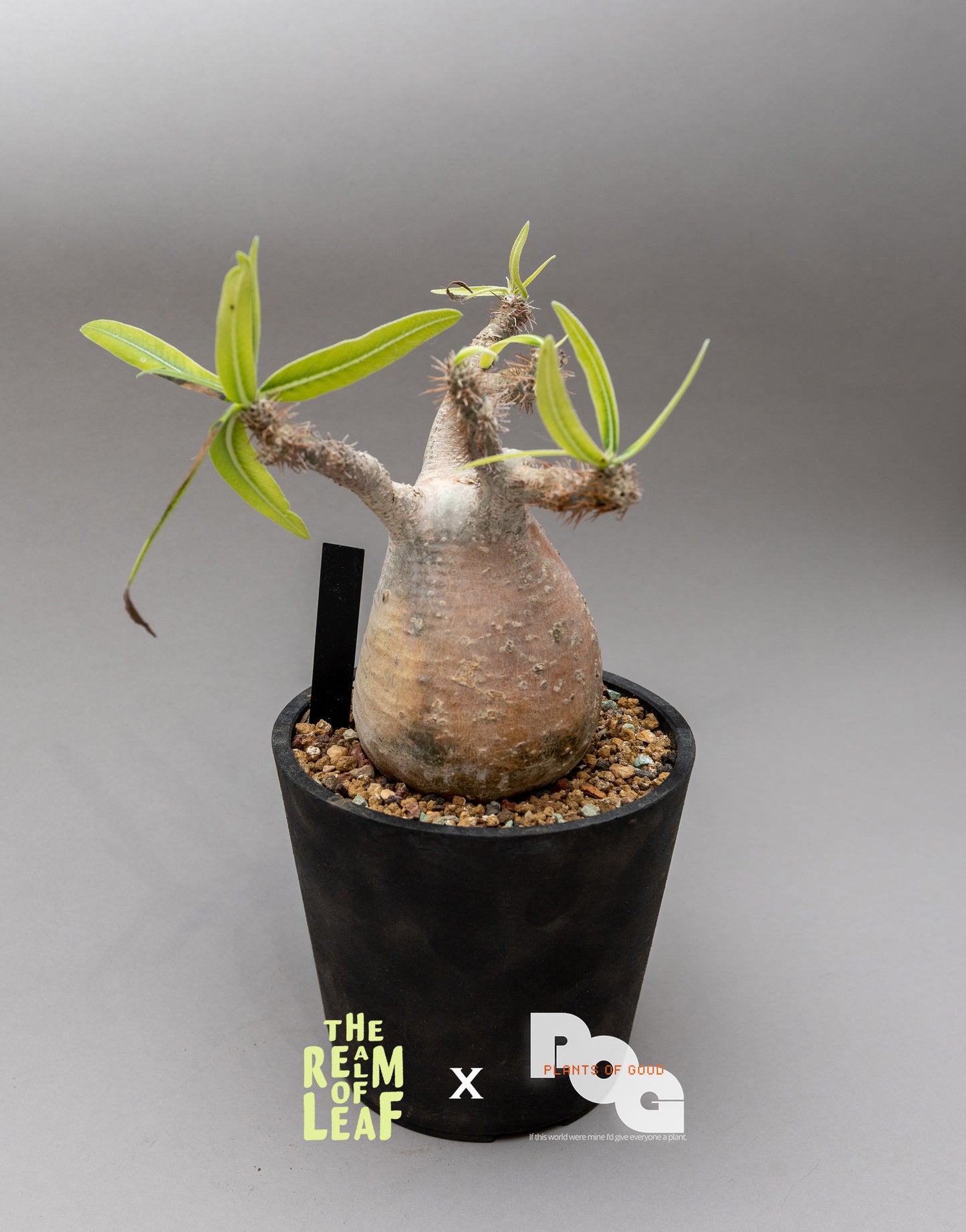 Pachydium Gracillius